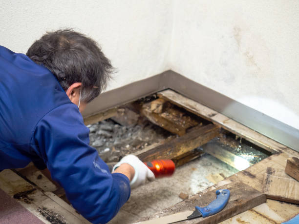 Best Mold Removal Process  in Ontonagon, MI