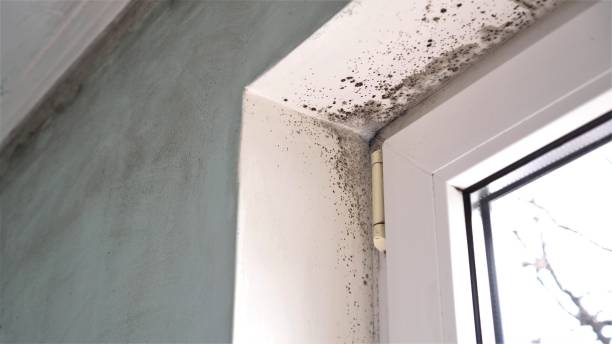 Best Commercial Mold Removal  in Ontonagon, MI
