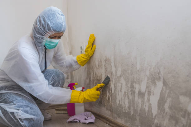 Best Mold Remediation  in Ontonagon, MI