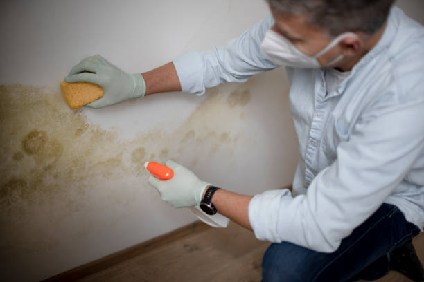 Best Mold Cleaning Services  in Ontonagon, MI