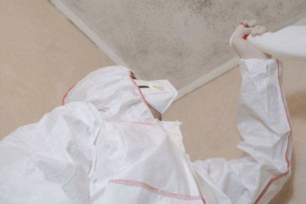Mold Removal Process in Ontonagon, MI