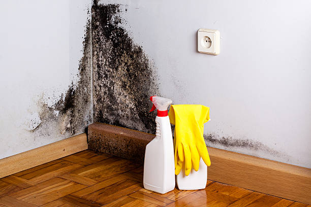 Best Mold Damage Repair  in Ontonagon, MI