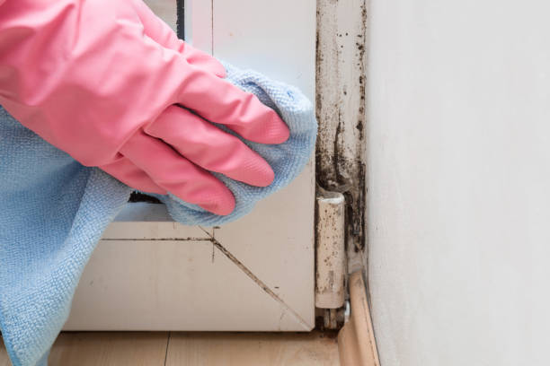 Attic Mold Removal in Ontonagon, MI